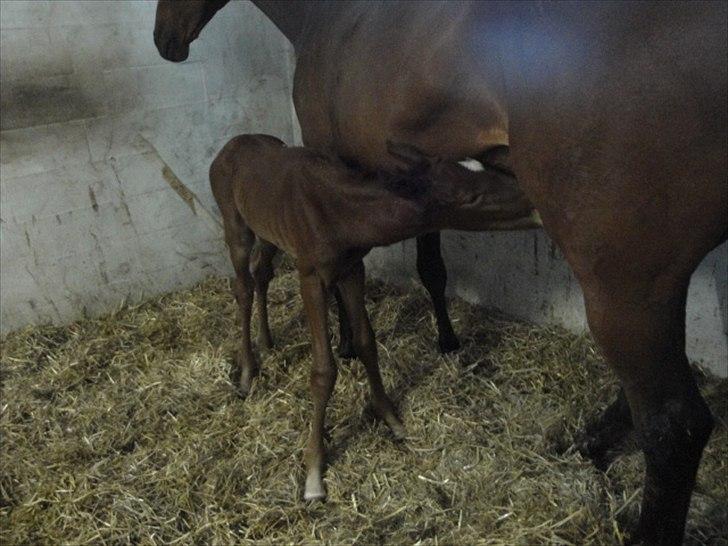 Dansk Varmblod Lyngbjergbos Romantika billede 6