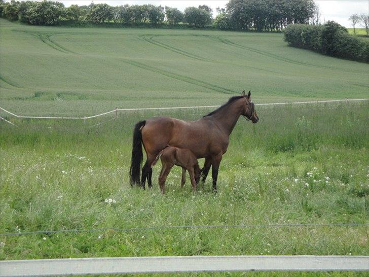 Dansk Varmblod Lyngbjergbos Romantika billede 7