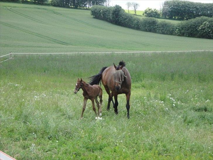 Dansk Varmblod Lyngbjergbos Romantika billede 8