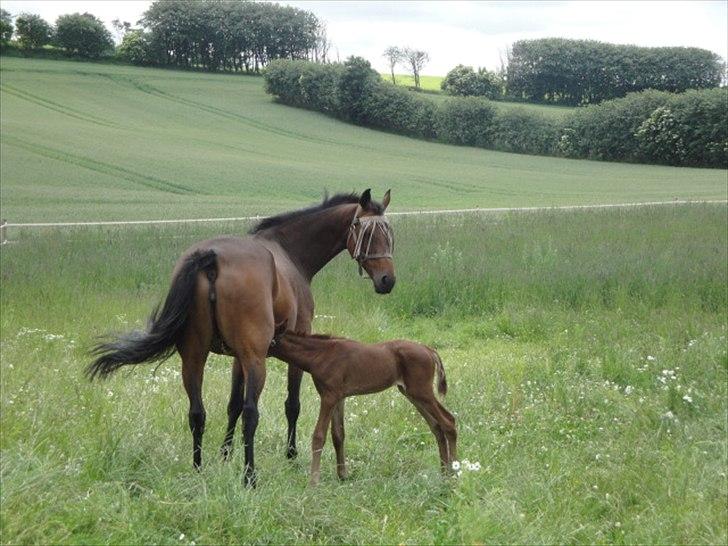 Dansk Varmblod Lyngbjergbos Romantika billede 9