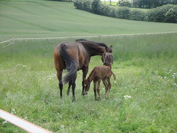 Dansk Varmblod Lyngbjergbos Romantika billede 10