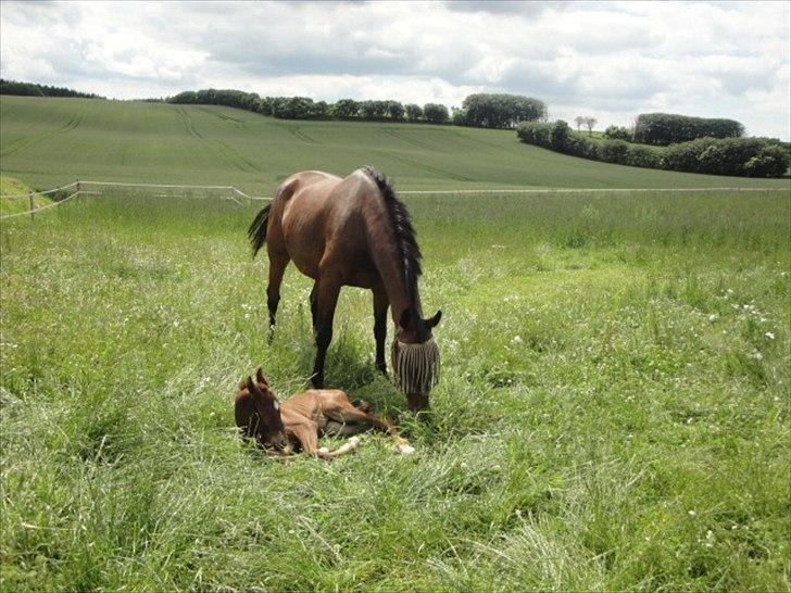 Dansk Varmblod Lyngbjergbos Romantika billede 11