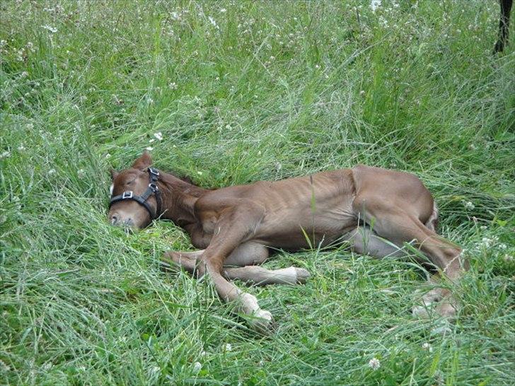 Dansk Varmblod Lyngbjergbos Romantika billede 12