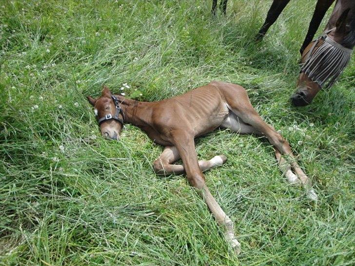 Dansk Varmblod Lyngbjergbos Romantika billede 13