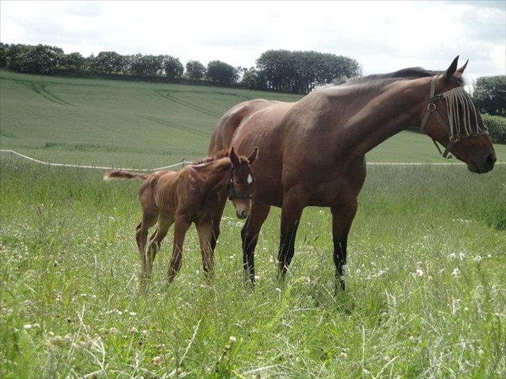 Dansk Varmblod Lyngbjergbos Romantika billede 14