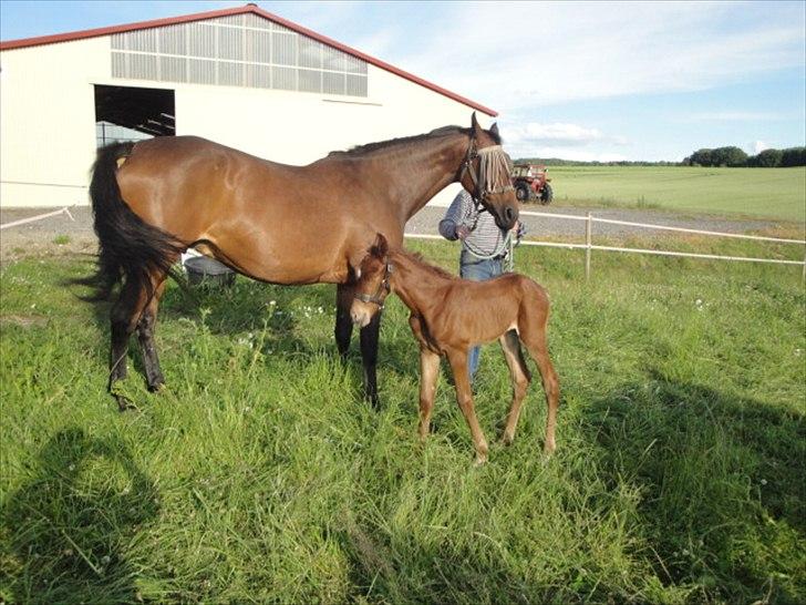 Dansk Varmblod Lyngbjergbos Romantika billede 15