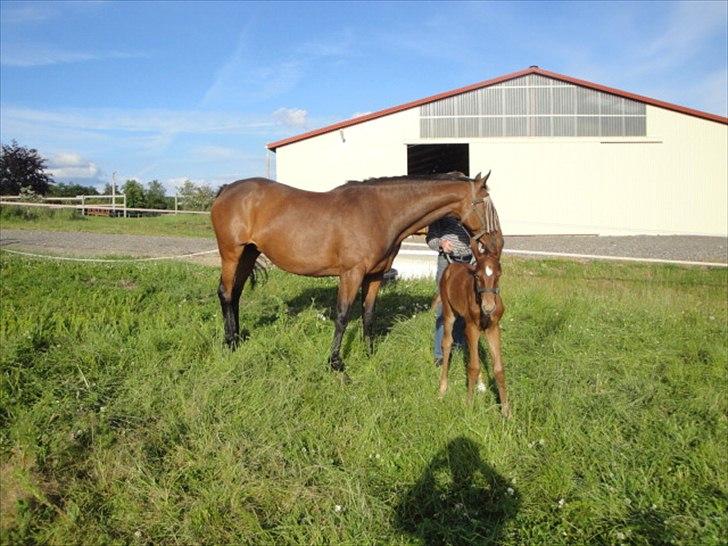 Dansk Varmblod Lyngbjergbos Romantika billede 16