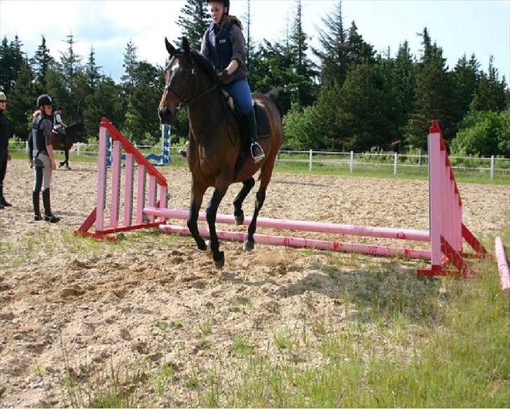 Dansk Varmblod Kasmo |MY EVERYTHING| billede 8