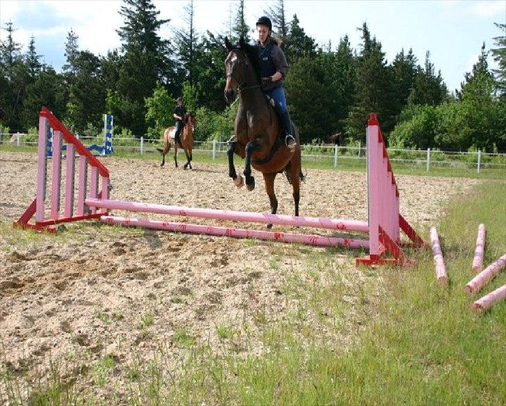 Dansk Varmblod Kasmo |MY EVERYTHING| billede 10