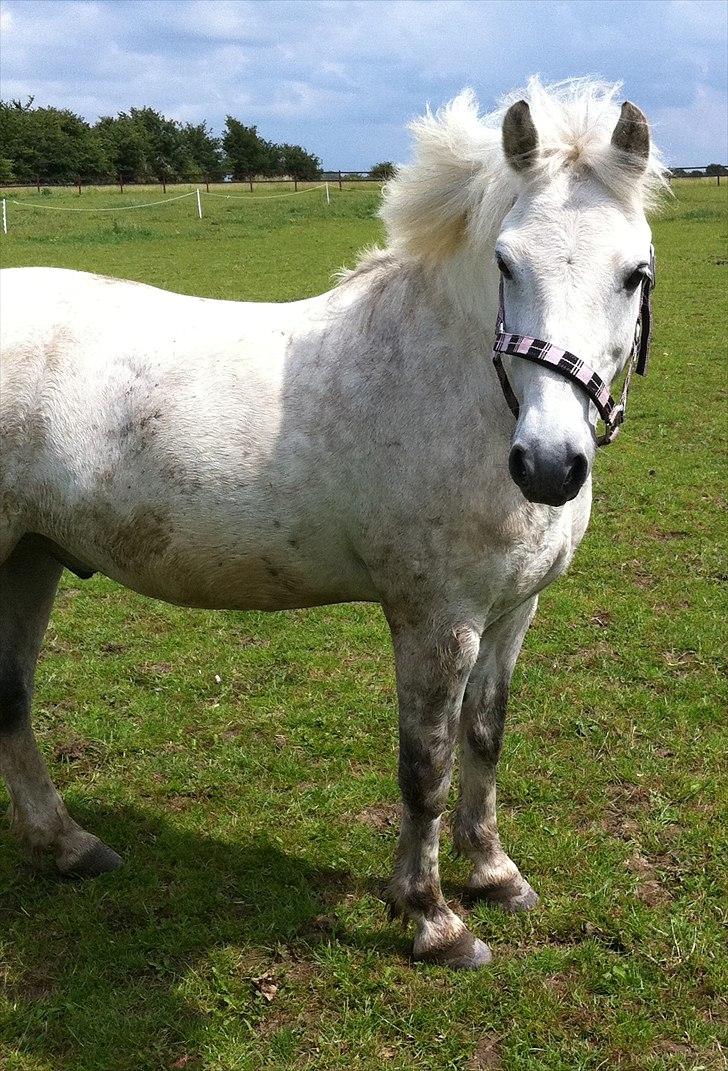Anden særlig race Bandit "den elskede" :D <3 - Billed: 13 Banditten på fold ;D billede 13