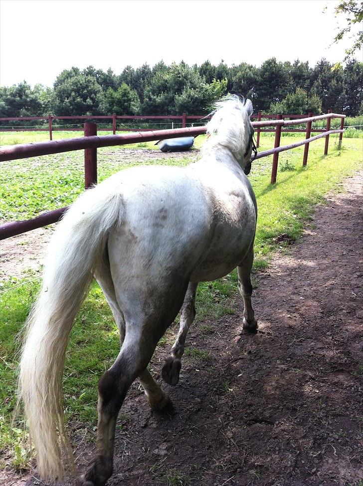 Anden særlig race Bandit "den elskede" :D <3 - Billed 19. Bandit i trav på fold ;) Håber i Nød Billederne, I er velkommen til at give en bedømmelse og gerne en kommentar ;D billede 20