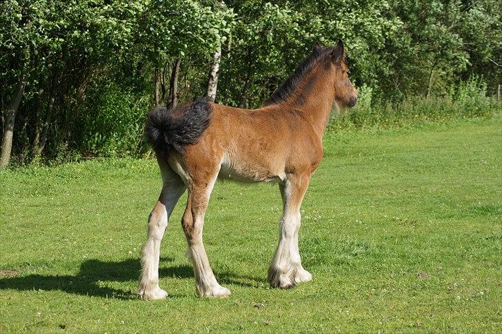 Irish Cob Hauge´s Aurora *solgt* billede 16