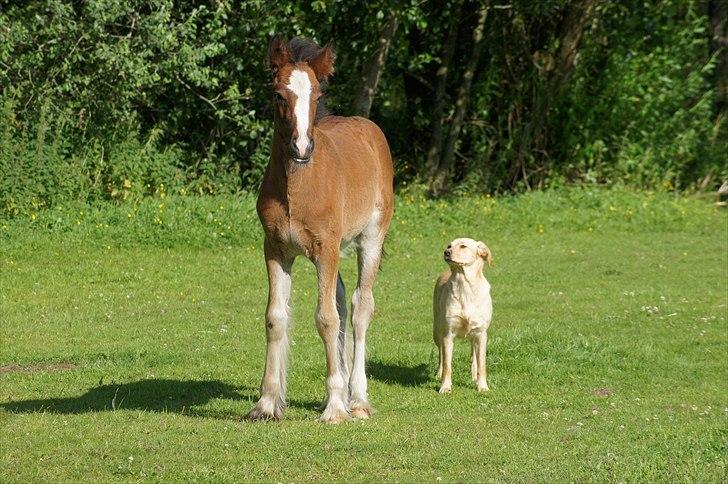 Irish Cob Hauge´s Aurora *solgt* billede 17