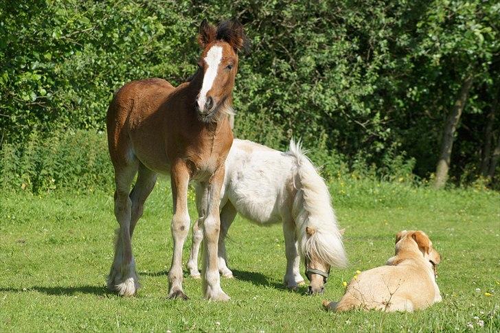 Irish Cob Hauge´s Aurora *solgt* billede 18