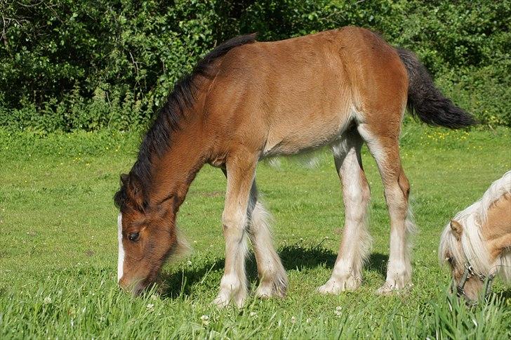 Irish Cob Hauge´s Aurora *solgt* billede 3