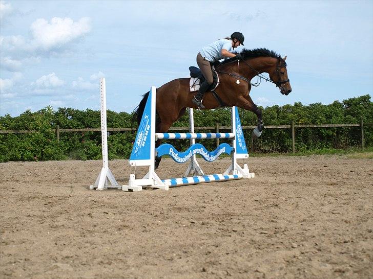 Dansk Varmblod  Willie *solgt* billede 4