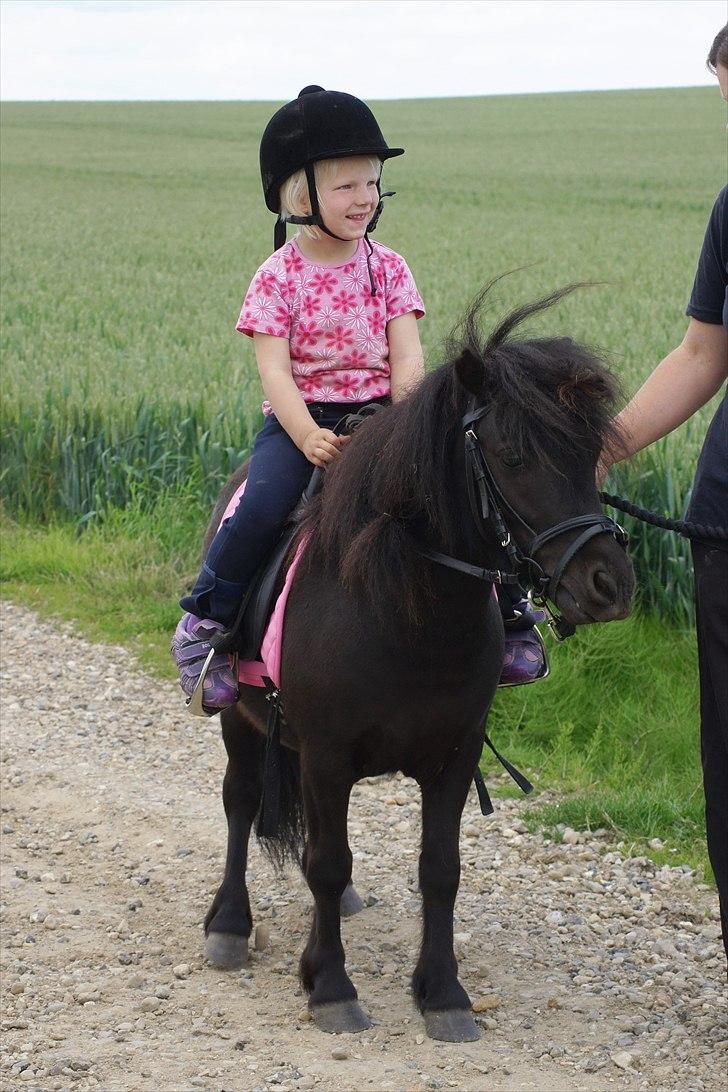 Shetlænder Calle billede 1