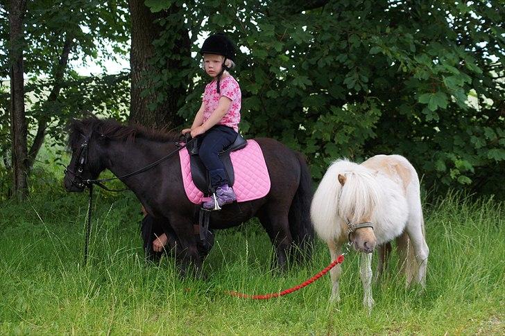 Shetlænder Calle billede 2