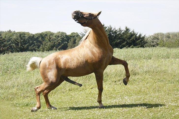 Palomino King's knight - Man kan virkelig folde sig ud på mærkelige måder når det kommer til at imponere damerne smiler. D 28 juni 2011 -. Foto: Mig billede 11