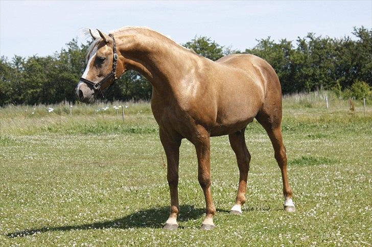 Palomino King's knight - Smukke fyren hilser på den nye dame  D 28 juni 2011 -. Foto: Mig billede 4