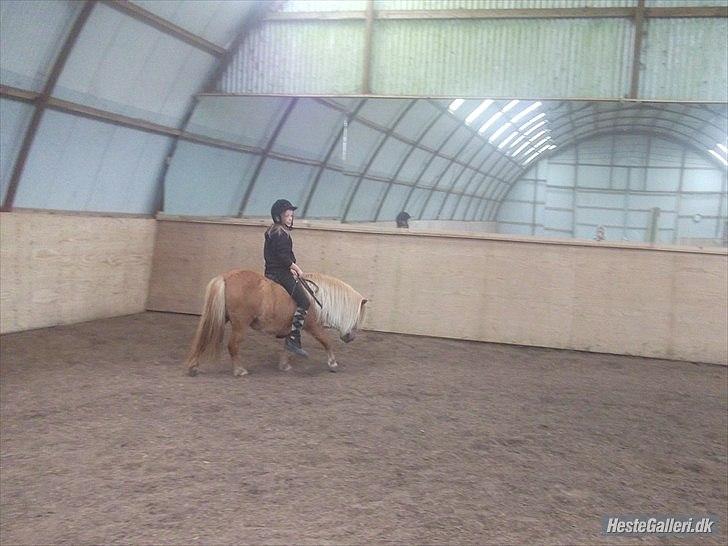 Shetlænder Orakel *Solgt* - ridning igen<33 billede 3