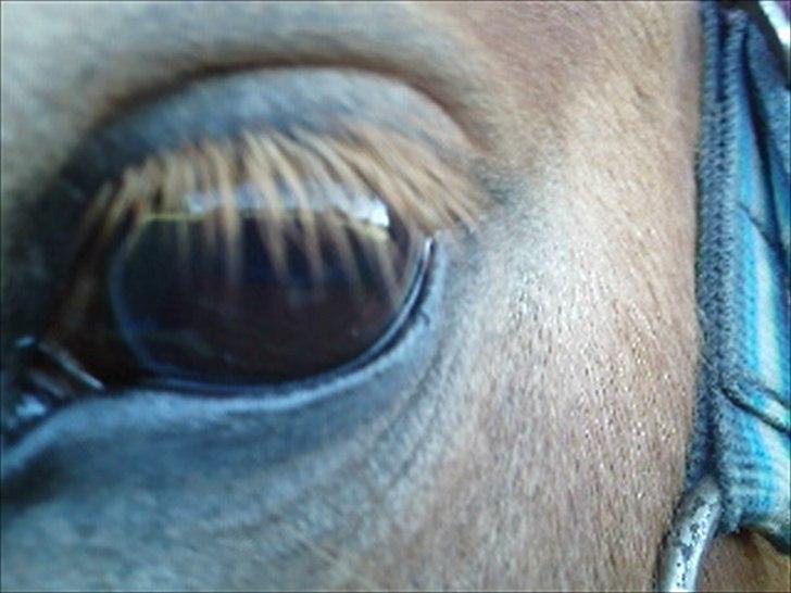 Shetlænder Orakel *Solgt* - Det flotte øje:* billede 4