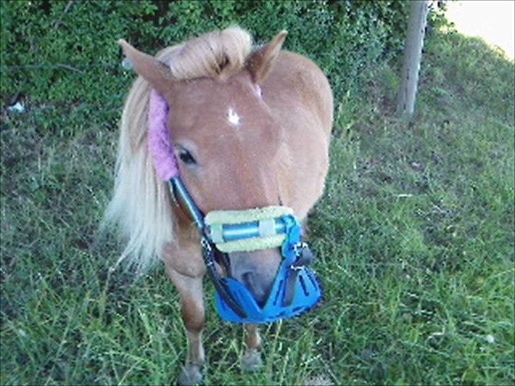 Shetlænder Orakel *Solgt* - ELVIS billede 5