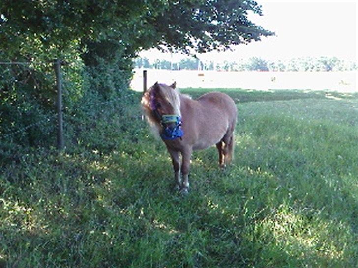 Shetlænder Orakel *Solgt* - Hvad er det?? billede 6