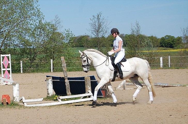 Connemara Nygaards Pirre billede 7