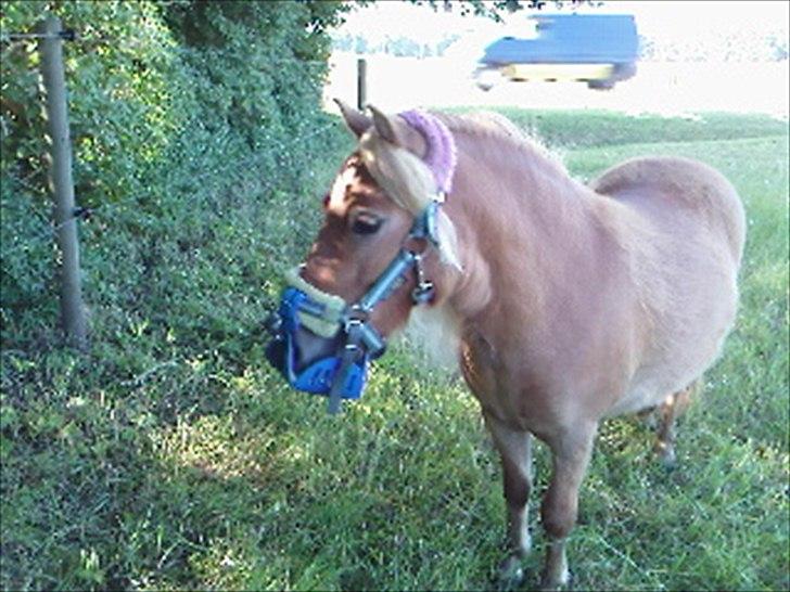 Shetlænder Orakel *Solgt* - Pandelokken til side:) billede 10