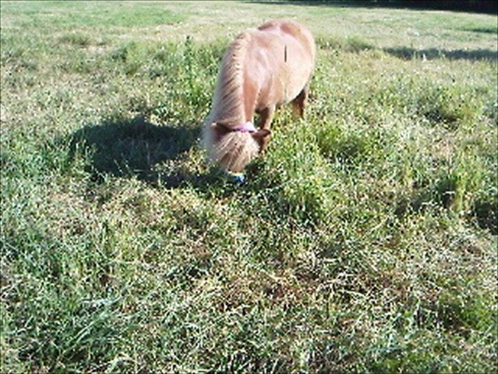 Shetlænder Orakel *Solgt* - GRÆS!!! billede 11