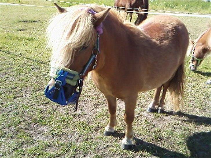 Shetlænder Orakel *Solgt* - Den flotte pige:* billede 12