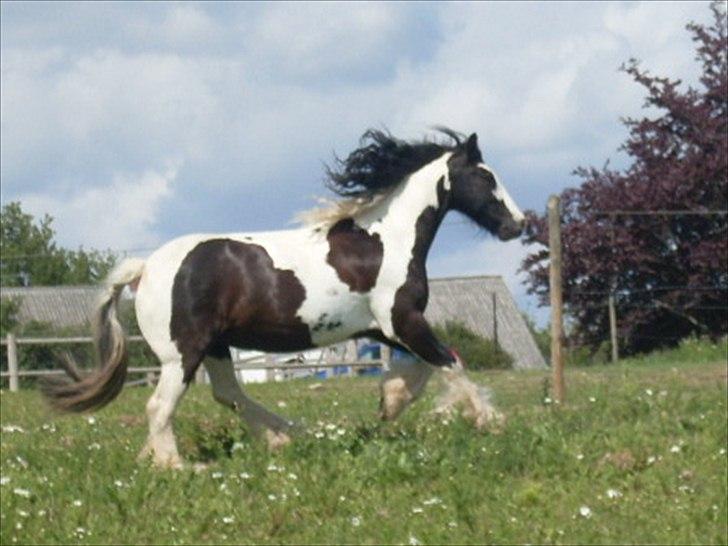 Irish Cob Dipsy - Jeg er nød til at sige, farvel, min engel )': <3. billede 20