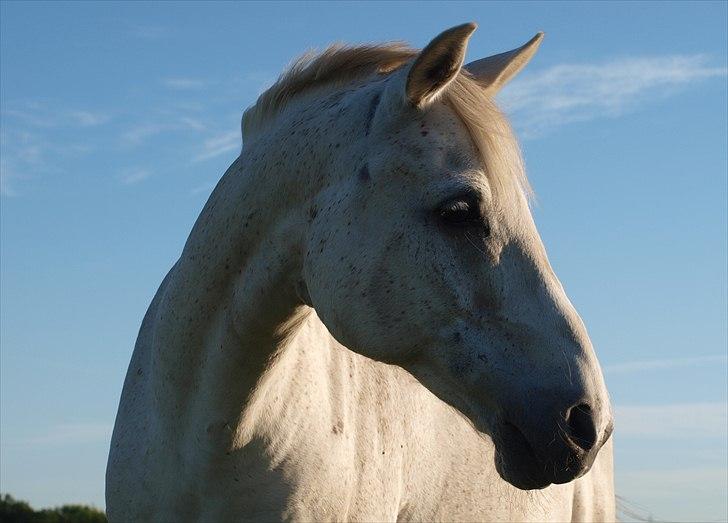 Anden særlig race Færgedals Pasteur billede 19