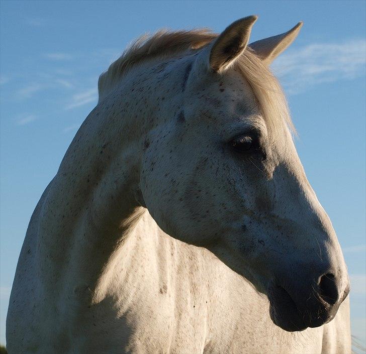 Anden særlig race Færgedals Pasteur - Verdens bedste Pasteur! billede 2