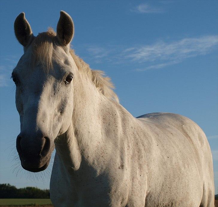 Anden særlig race Færgedals Pasteur billede 20