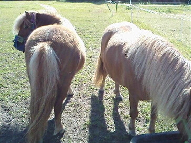 Shetlænder Orakel *Solgt* - Hygge billede 13