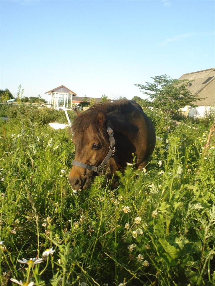 Shetlænder Viktoria billede 1