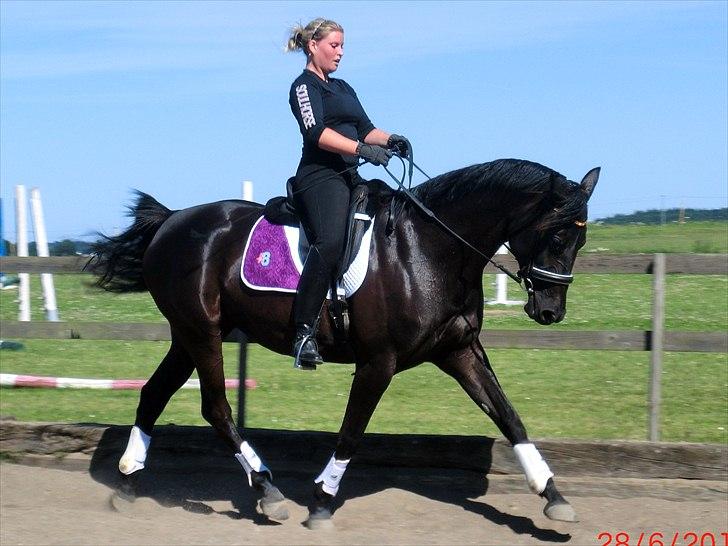 Trakehner Oriss billede 2