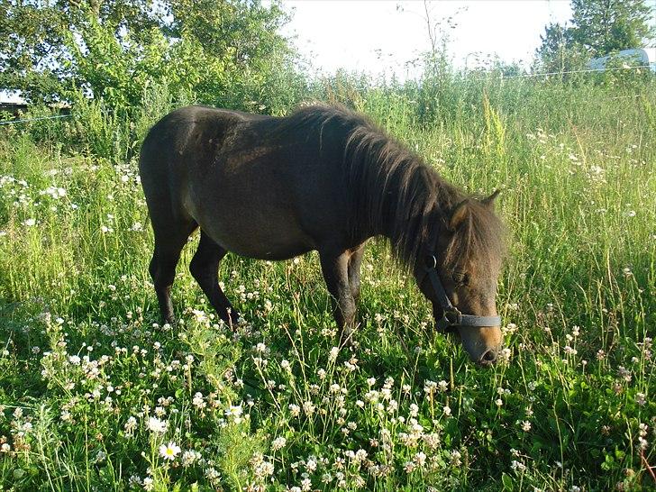 Shetlænder Viktoria billede 2