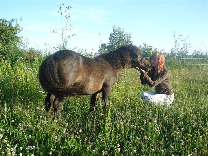 Shetlænder Viktoria billede 3