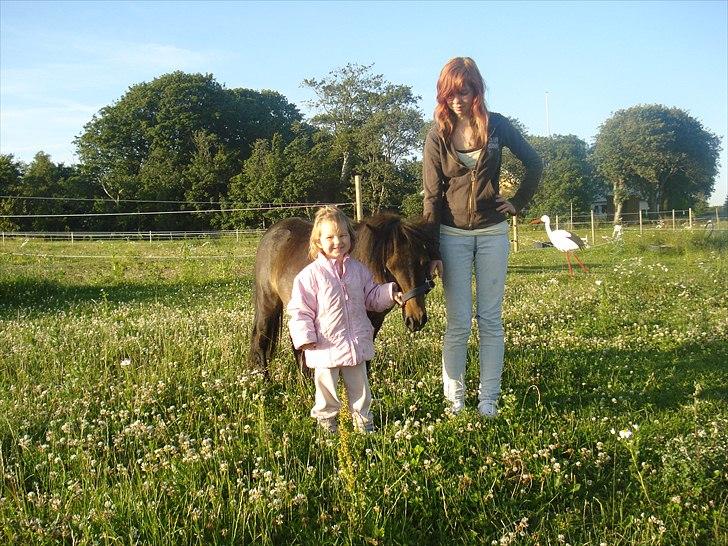 Shetlænder Viktoria billede 4