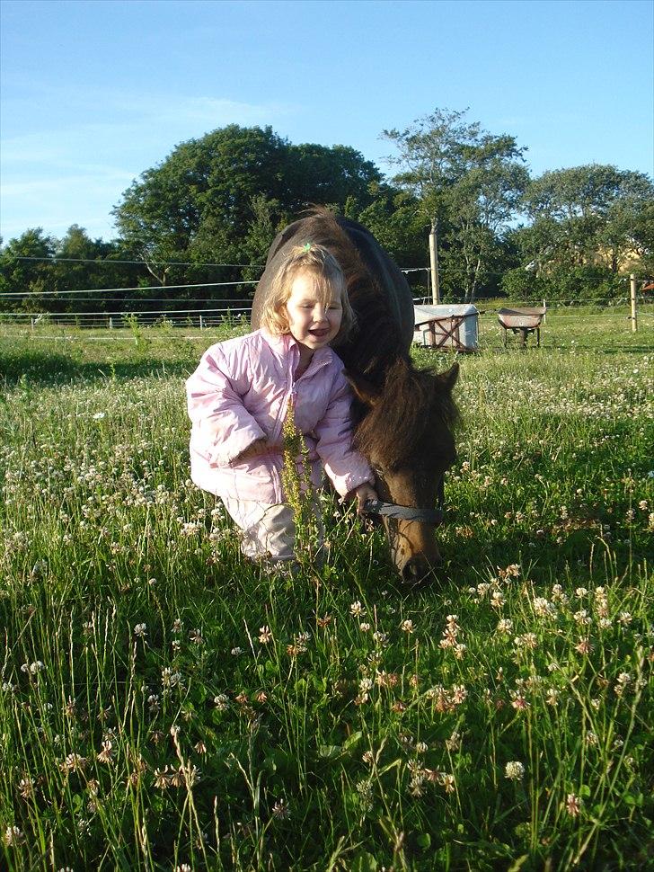 Shetlænder Viktoria billede 5