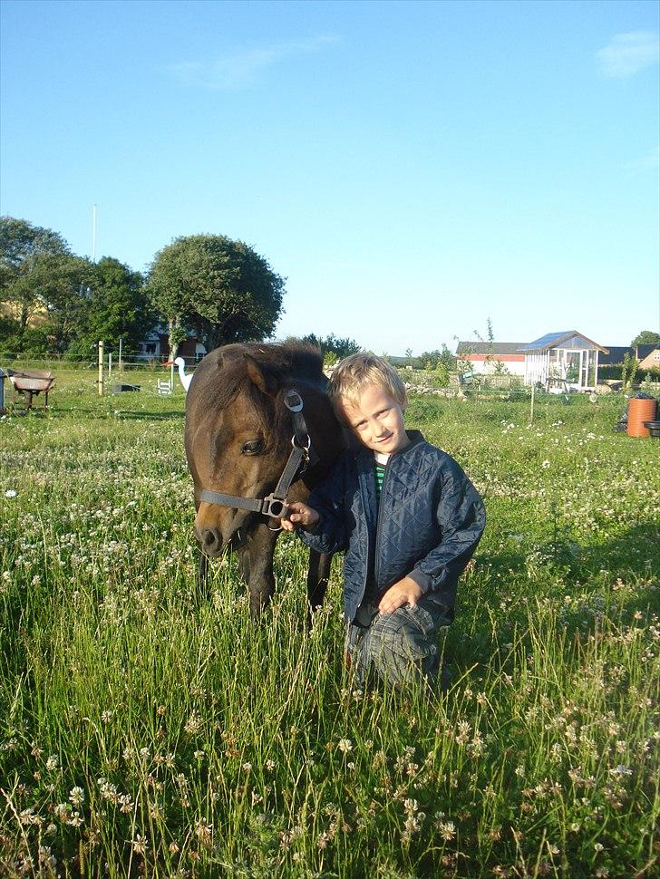 Shetlænder Viktoria billede 6