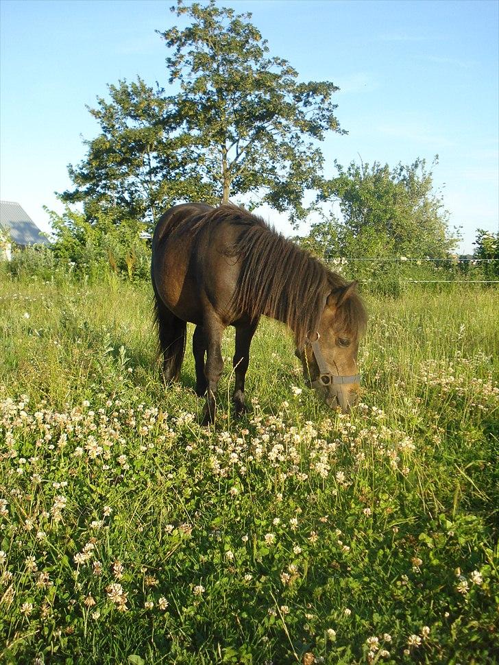 Shetlænder Viktoria billede 7