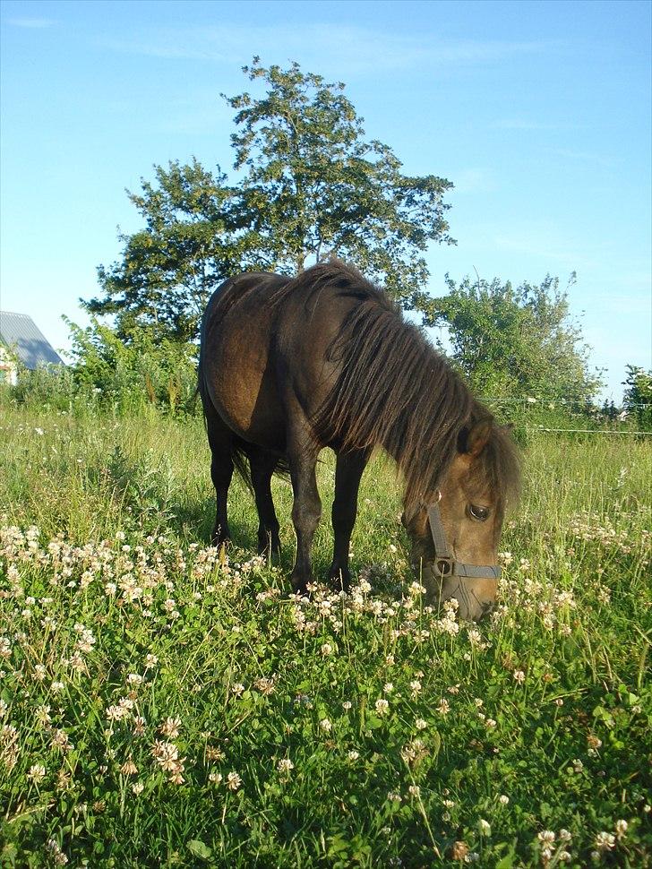Shetlænder Viktoria billede 8