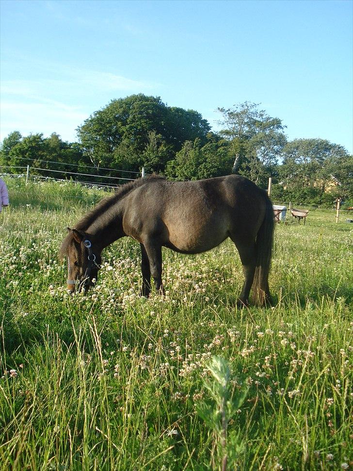 Shetlænder Viktoria billede 9