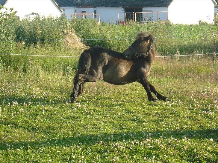 Shetlænder Viktoria billede 10