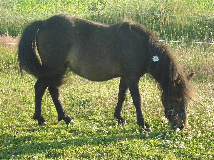 Shetlænder Viktoria billede 11