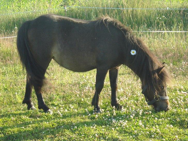 Shetlænder Viktoria billede 12
